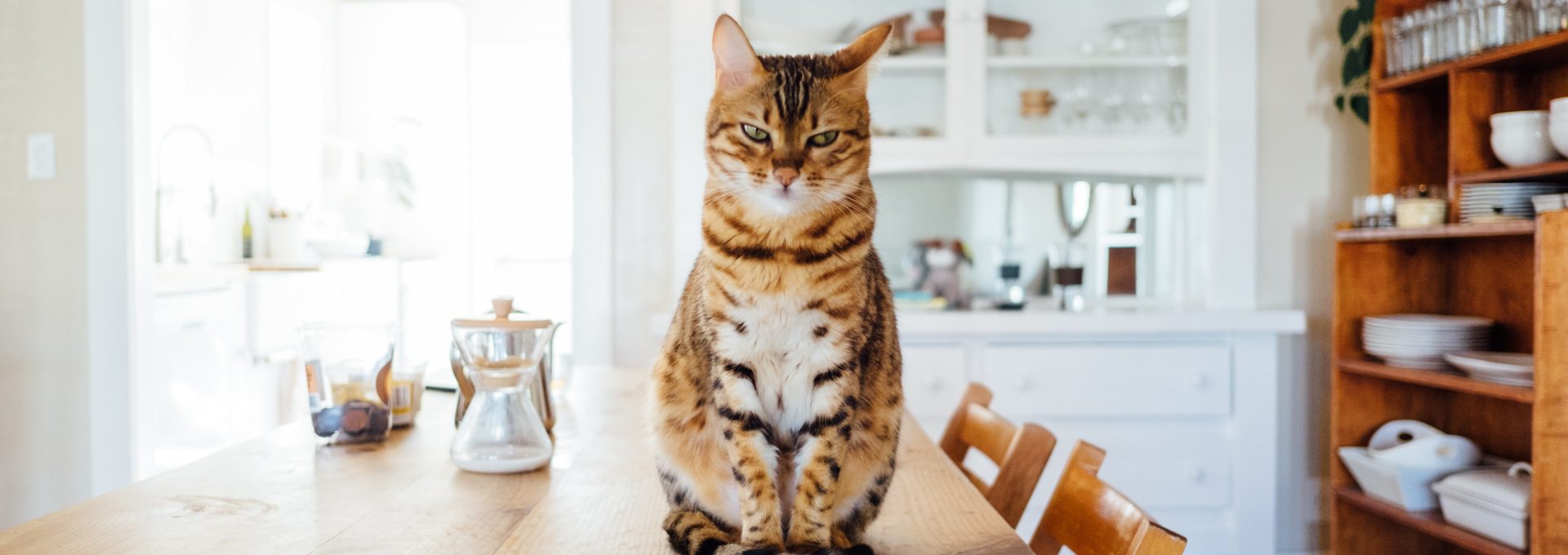 orange and white tabby cat sitting on brown wooden table in kitchen room